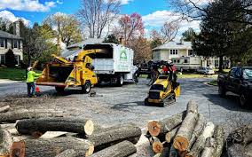 How Our Tree Care Process Works  in  Wilmington Manor, DE