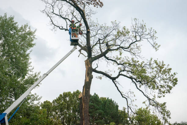 Best Emergency Tree Removal  in Wilmington Manor, DE