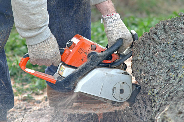 Best Tree Risk Assessment  in Wilmington Manor, DE