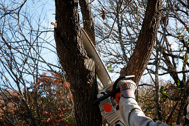 Leaf Removal in Wilmington Manor, DE