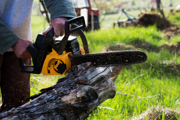 Reliable Wilmington Manor, DE Tree Care Solutions