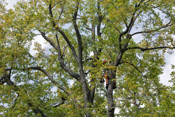 Best Tree Mulching  in Wilmington Manor, DE